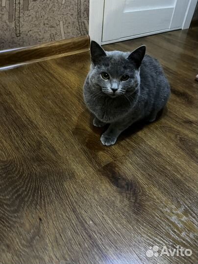 Шотландские кошка
