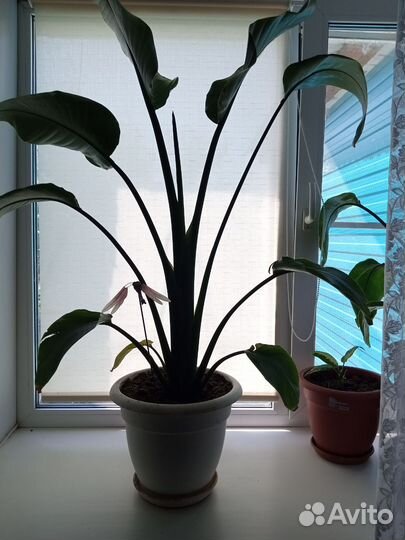 Стрелиция регина