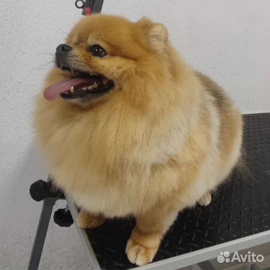 Стрижка собак кошек.Гигиена.Линька.Вычес