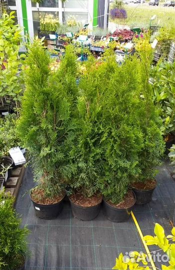 Туя смарагд 100-120 см