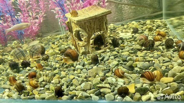 Улитки ампулярии