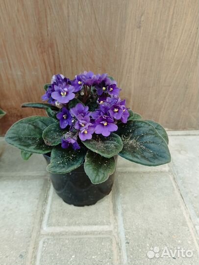 Сенполия (фиалка)