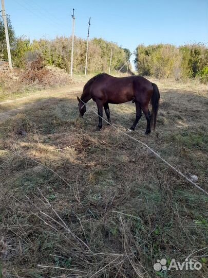 Лошадь жеребец