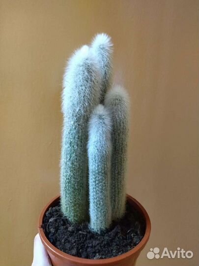 Кактусы редкие, большие 40-50 см