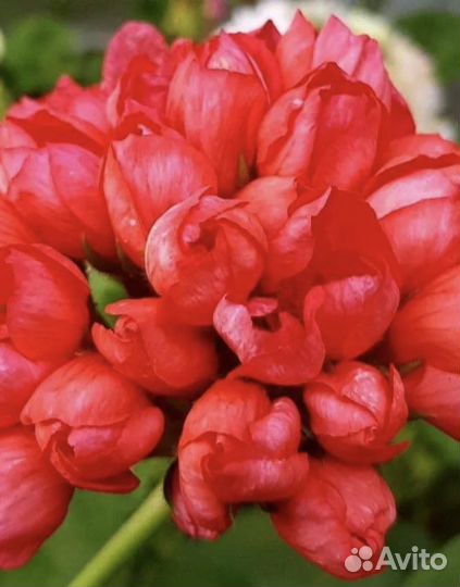 Пеларгонии сортовые