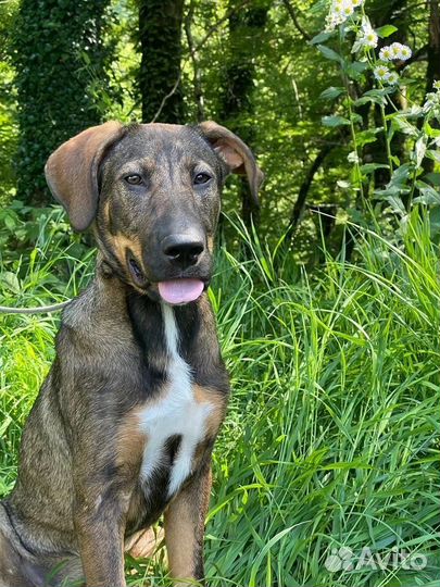 Собаки щенки 4 мес пристрой Лазаревское