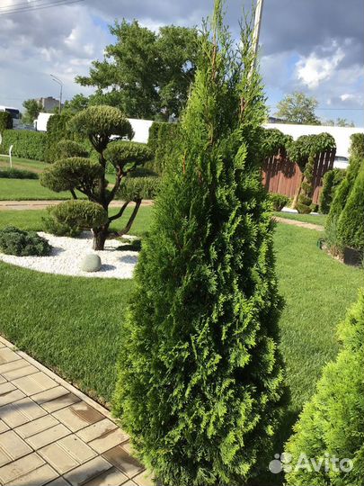 Туя Смарагд С35 180-200 см
