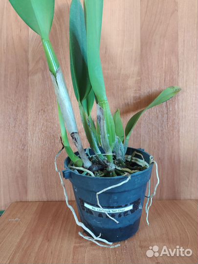 Rlc. Liou Hope 'Nan Chyu'