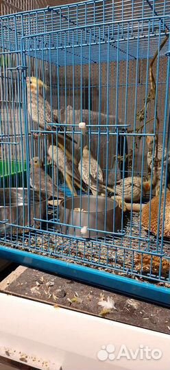 Птенцы корелл