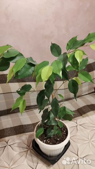 Фикус бенджамина