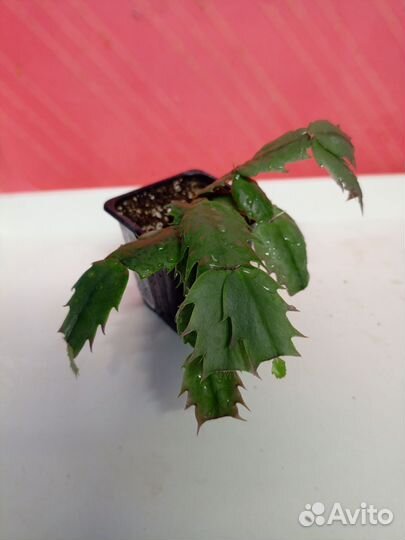 Декабрист микс