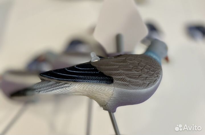 Махокрыл голубя