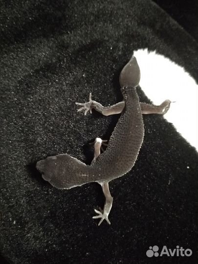 Эублефар Black Night