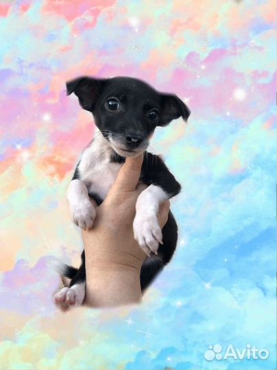 Собака улыбака )