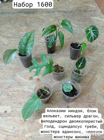 Наборы комнатных растений