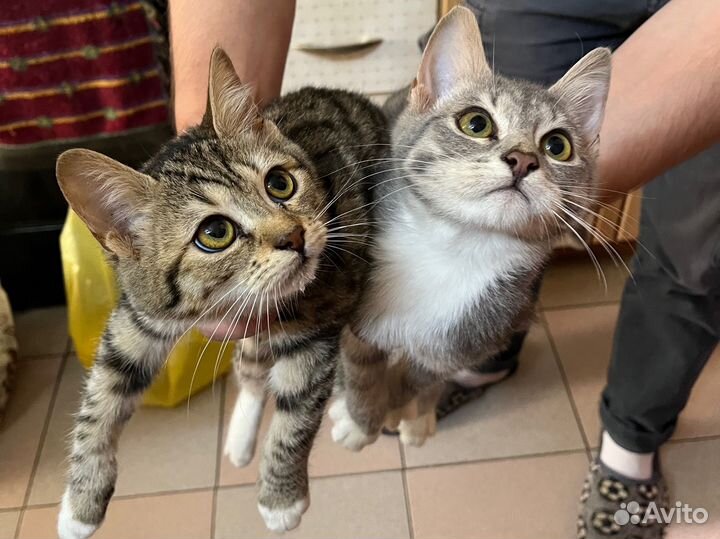Котята в добрые руки