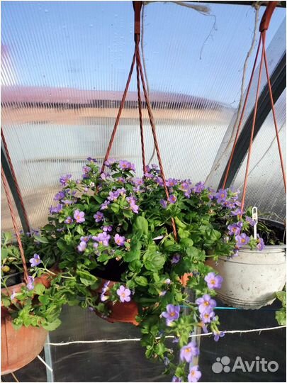 Хризантемы и петунии