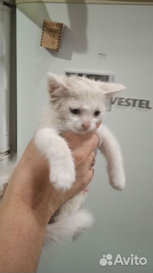 Кошечка в добрые руки