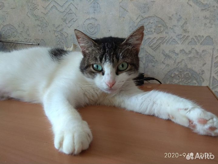 Кошечка в добрые руки