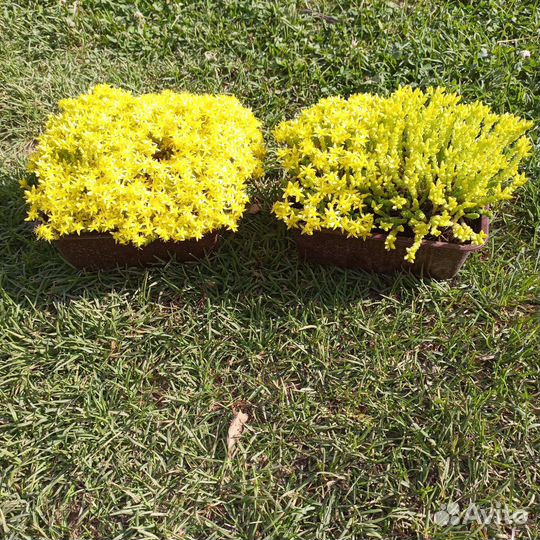 Очиток почвокровный