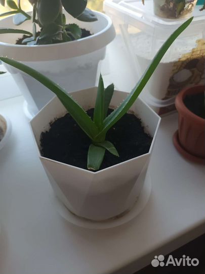 Хлорофитум