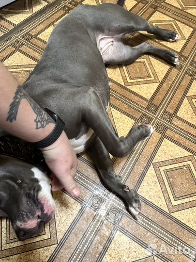 Питбуль 1р вязка