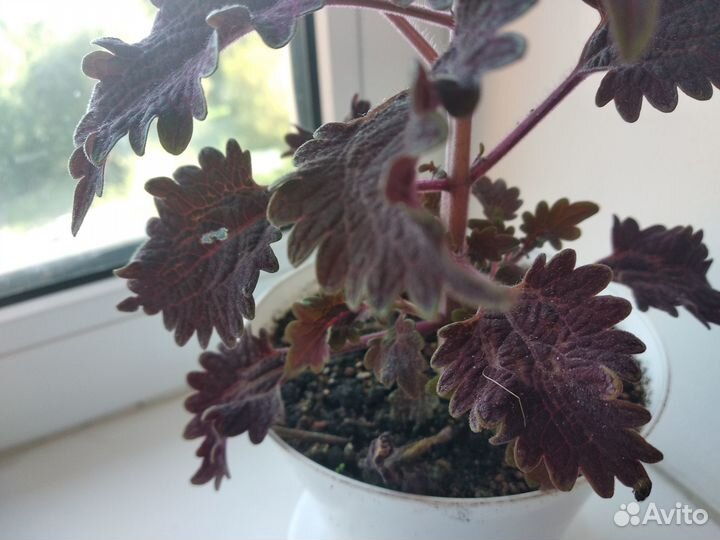 Колеус сортовой