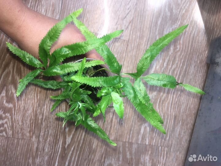 Алоказия, спацифилум и др