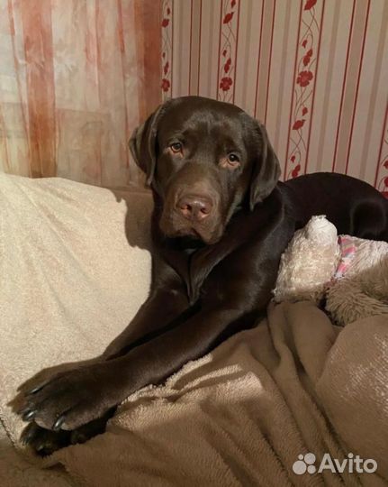 Щенки Лабрадора шоколадные и палевые