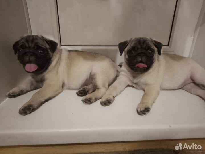 Щенки мопса