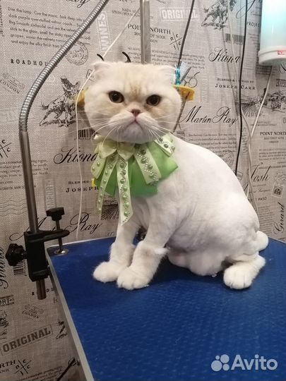 Стрижка кошек (груминг)