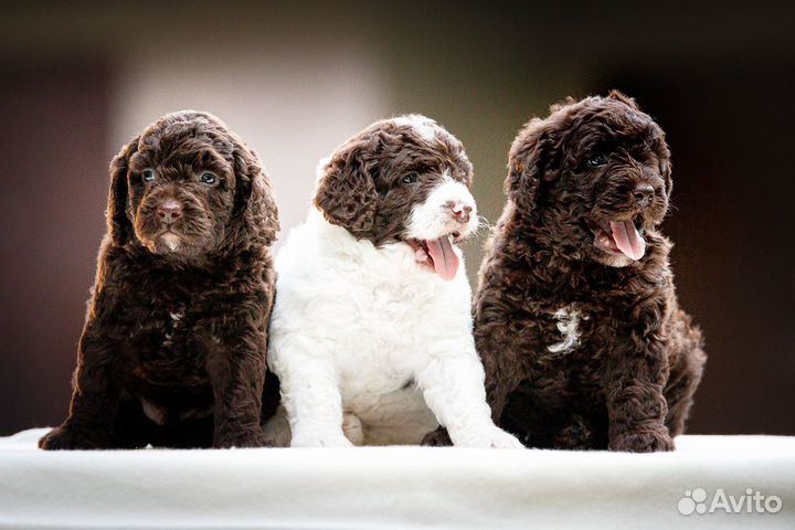 Испанская водяная собака (июль 2023)