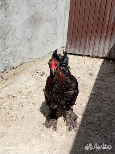 Петушки Брама