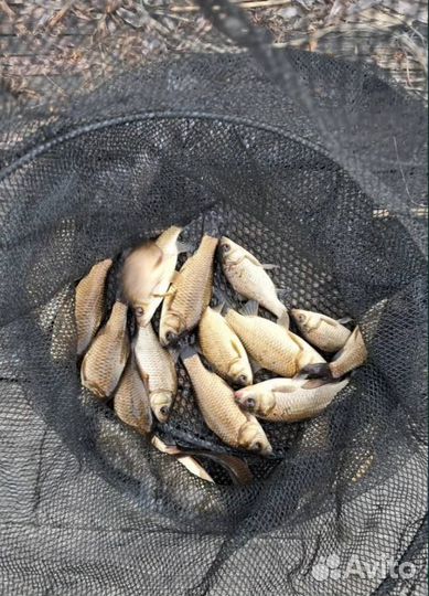 Малек Карася