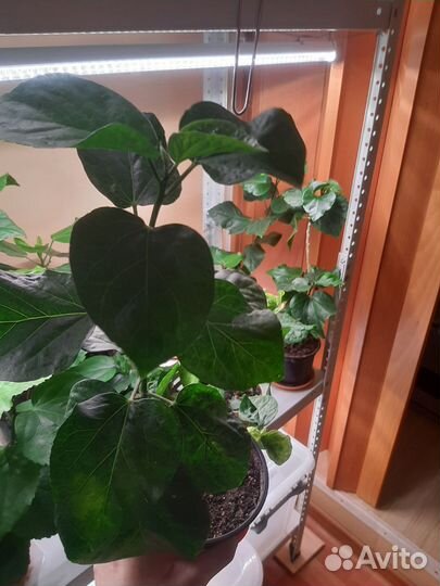 Сортовые гибискусы