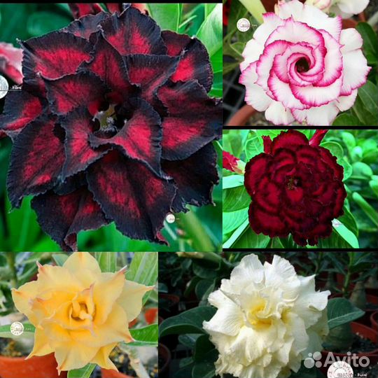 Семена Адениума