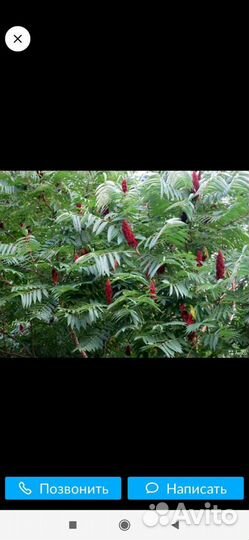 Саженцы сумах(оленьи рожки)