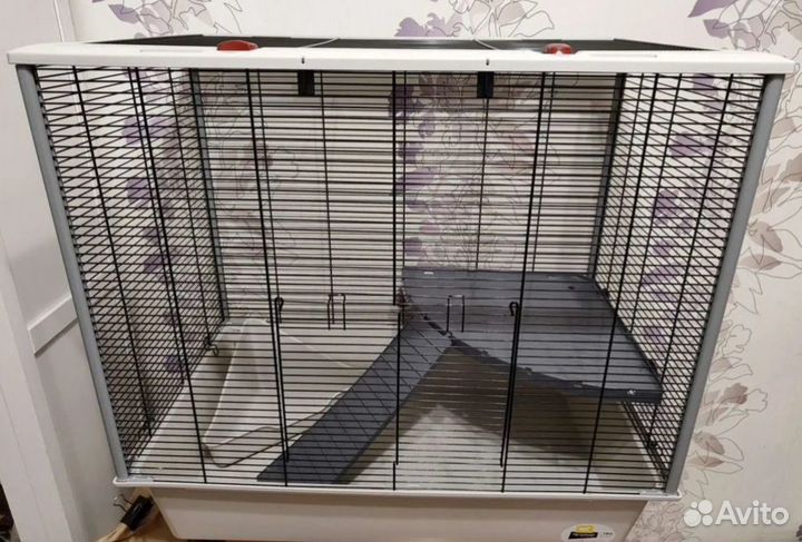 Крысы сфинксы