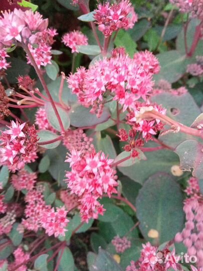 Многолетние цветы