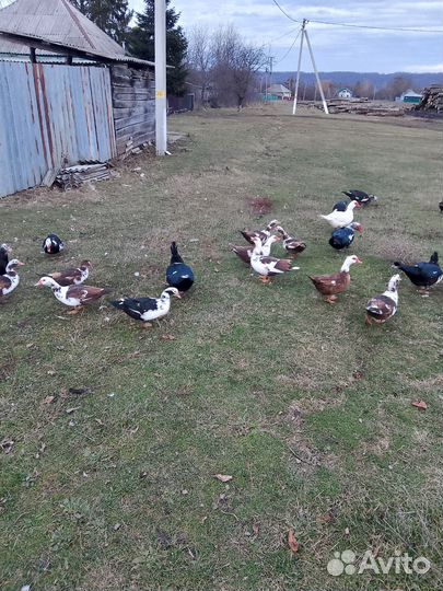 Индоутки на мясо