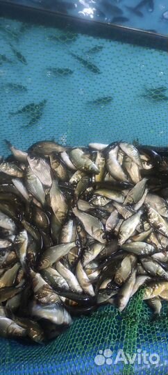 Малек карпа