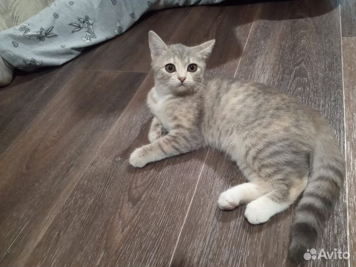 Кошка в дар бесплатно