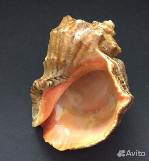 Морские стеклышки и ракушки