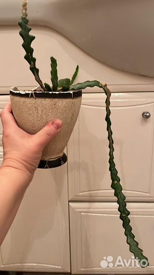 Эпифиллум ангулигер (Рыбья кость)