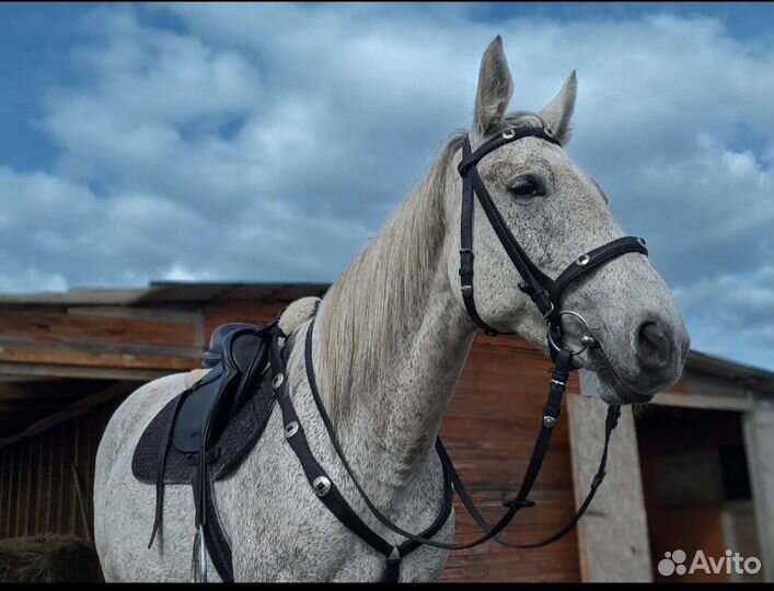 Уздечка plus подперсье