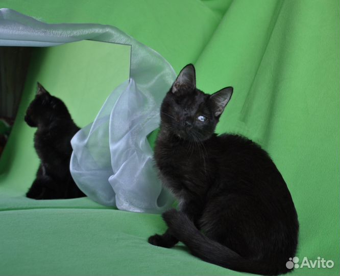 Особенная кошечка Ириска ищет дом