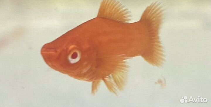 Меченосцы меченосец опт