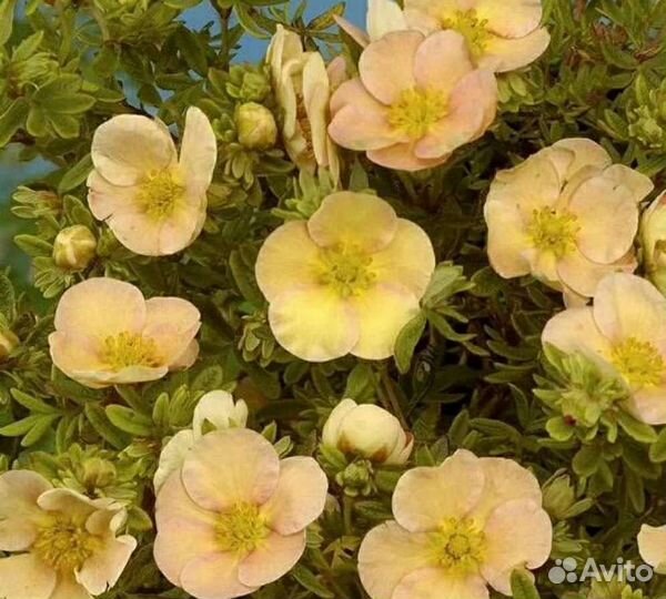 Саженцы лапчатки зкс: белая, желтая, розовая