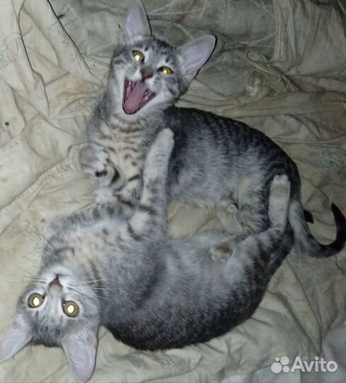 Два котенка ждут своих хозяев