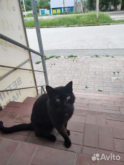 Кошка в дар бесплатно